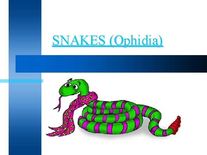 SNAKES (Ophidia) SNAKES (Ophidia)
