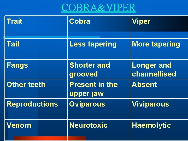 COBRA&VIPER Trait Cobra Viper Tail Less tapering More tapering Fangs Longer and channellised Absent COBRA&VIPER Trait Cobra Viper Tail Less tapering More tapering Fangs Longer and channellised Absent