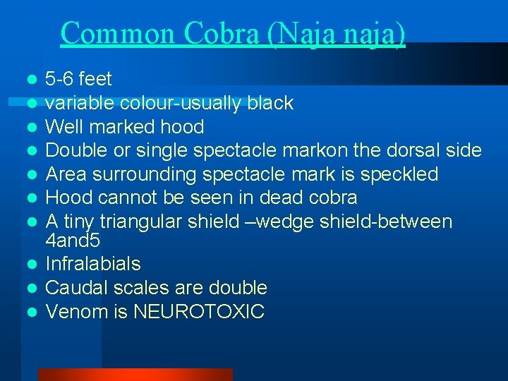 Common Cobra (Naja naja) 5 -6 feet variable colour-usually black Well marked hood Double Common Cobra (Naja naja) 5 -6 feet variable colour-usually black Well marked hood Double