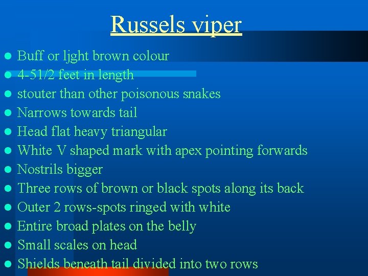 Russels viper l l l Buff or ljght brown colour 4 -51/2 feet in Russels viper l l l Buff or ljght brown colour 4 -51/2 feet in