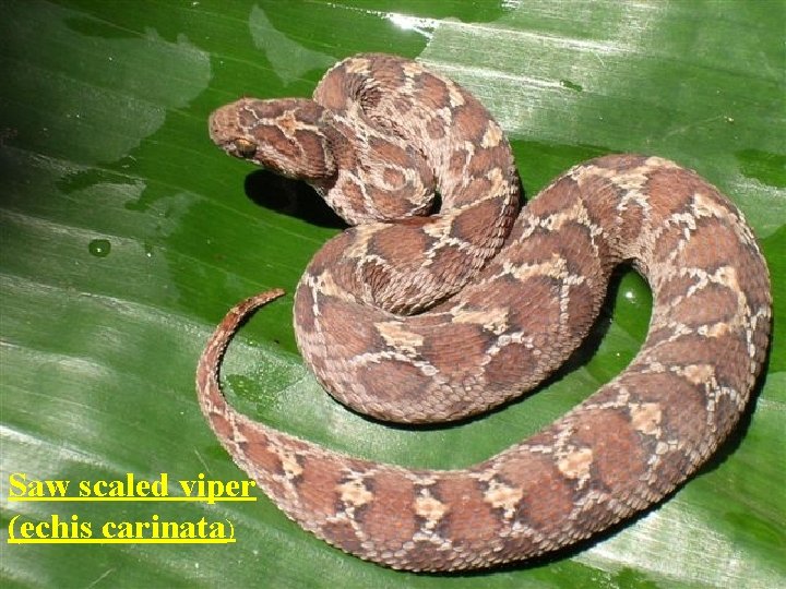 Saw scaled viper (echis carinata) Saw scaled viper (echis carinata)
