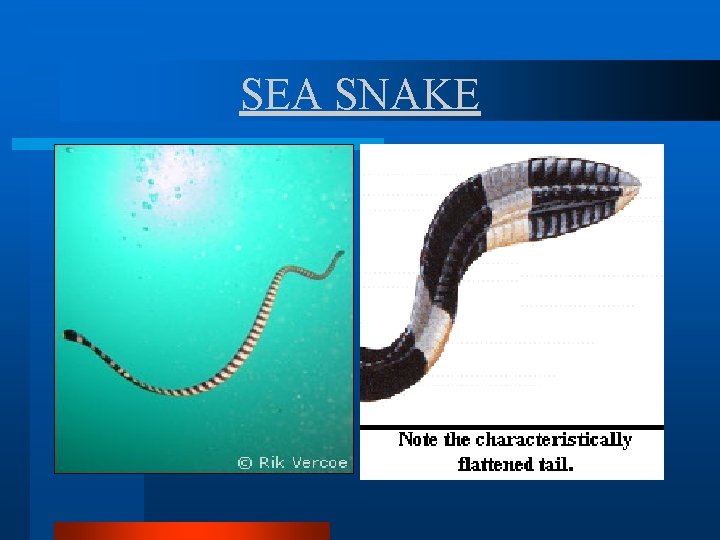 SEA SNAKE SEA SNAKE