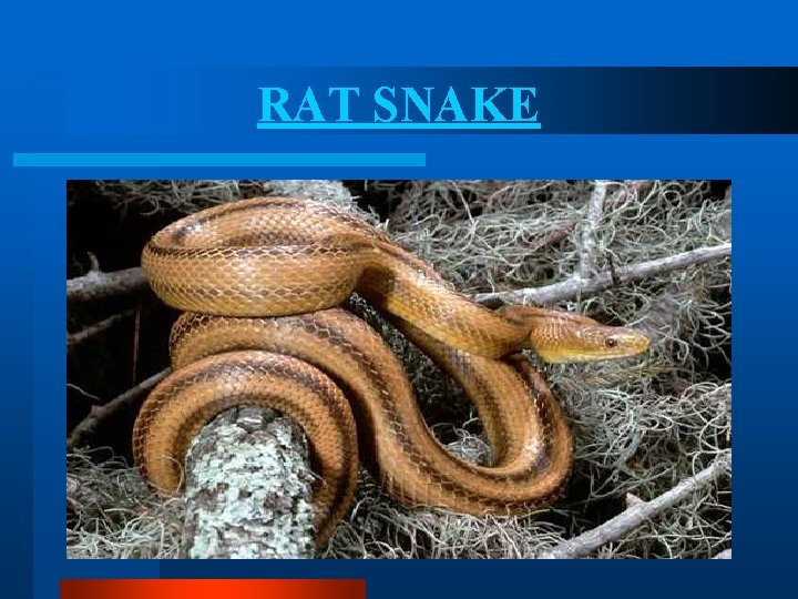 RAT SNAKE RAT SNAKE