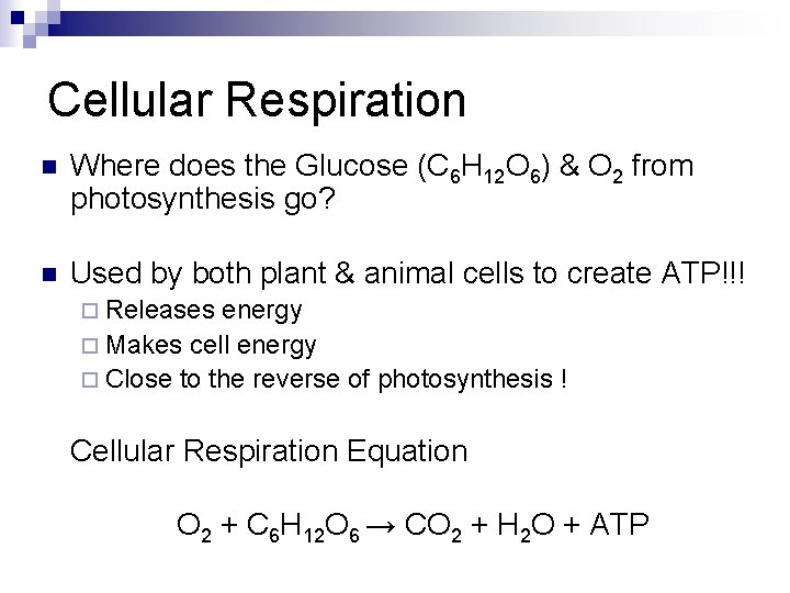 Cellular Respiration n Where does the Glucose (C 6 H 12 O 6) & Cellular Respiration n Where does the Glucose (C 6 H 12 O 6) &