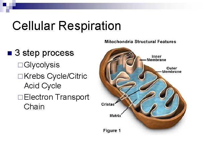 Cellular Respiration n 3 step process ¨ Glycolysis ¨ Krebs Cycle/Citric Acid Cycle ¨ Cellular Respiration n 3 step process ¨ Glycolysis ¨ Krebs Cycle/Citric Acid Cycle ¨