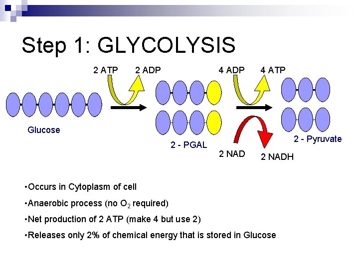 Step 1: GLYCOLYSIS 2 ATP 2 ADP 4 ATP Glucose 2 - PGAL 2 Step 1: GLYCOLYSIS 2 ATP 2 ADP 4 ATP Glucose 2 - PGAL 2