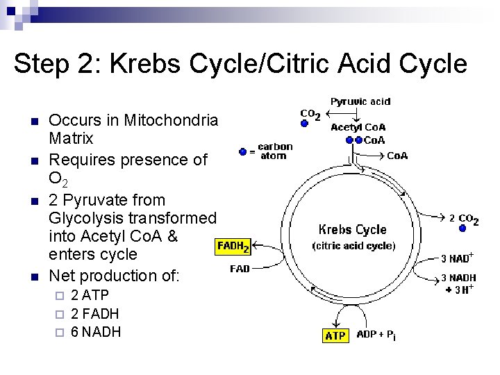 Step 2: Krebs Cycle/Citric Acid Cycle n n Occurs in Mitochondria Matrix Requires presence Step 2: Krebs Cycle/Citric Acid Cycle n n Occurs in Mitochondria Matrix Requires presence