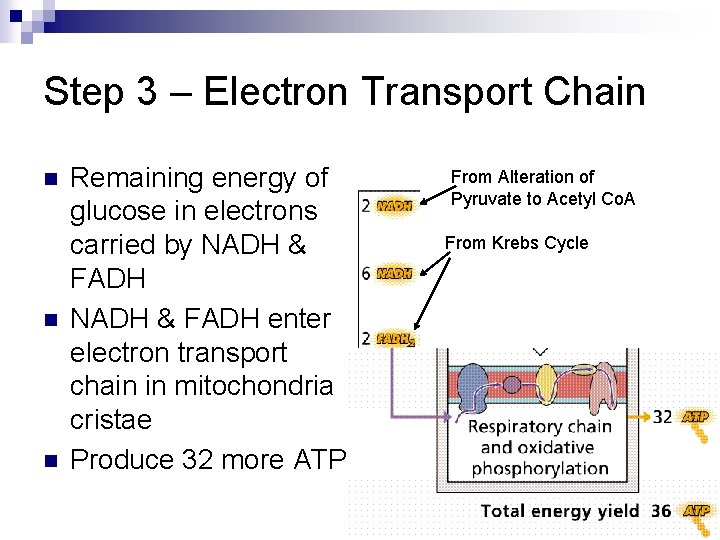 Step 3 – Electron Transport Chain n Remaining energy of glucose in electrons carried Step 3 – Electron Transport Chain n Remaining energy of glucose in electrons carried
