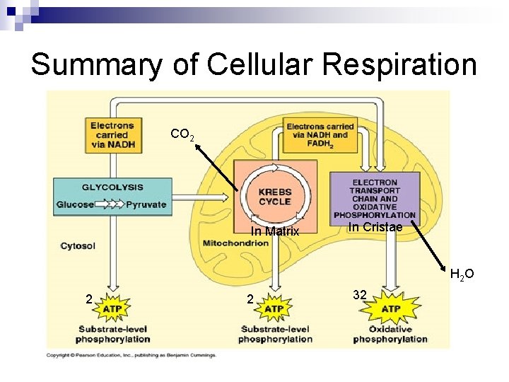 Summary of Cellular Respiration CO 2 In Matrix In Cristae H 2 O 2 Summary of Cellular Respiration CO 2 In Matrix In Cristae H 2 O 2