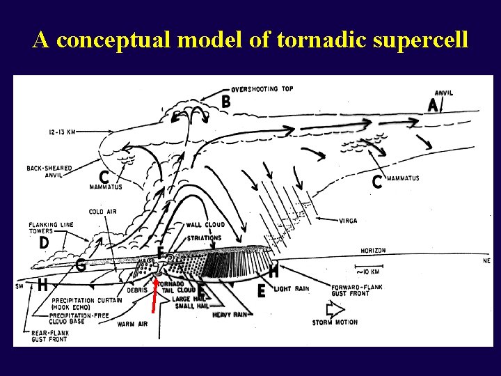 A conceptual model of tornadic supercell 