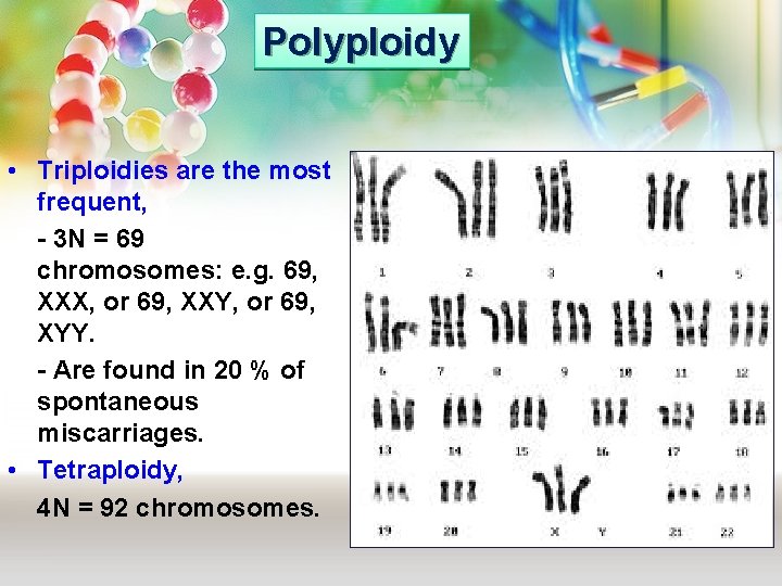 Polyploidy • Triploidies are the most frequent, - 3 N = 69 chromosomes: e.