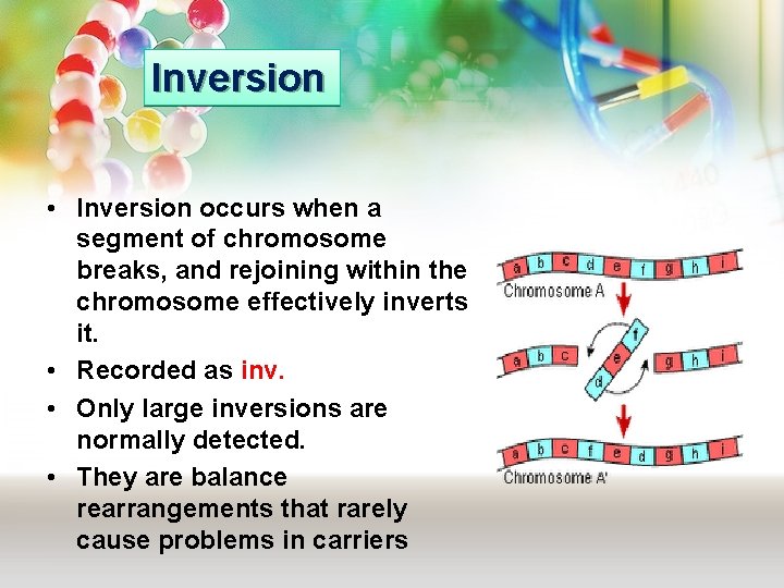 Inversion • Inversion occurs when a segment of chromosome breaks, and rejoining within the