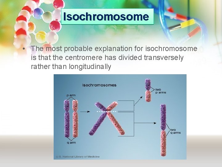 Isochromosome • The most probable explanation for isochromosome is that the centromere has divided