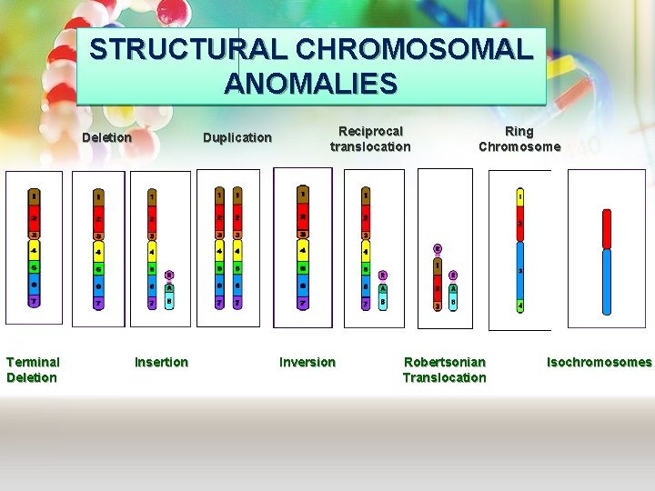 STRUCTURAL CHROMOSOMAL ANOMALIES Deletion Terminal Deletion Duplication Insertion Reciprocal translocation Inversion Ring Chromosome Robertsonian