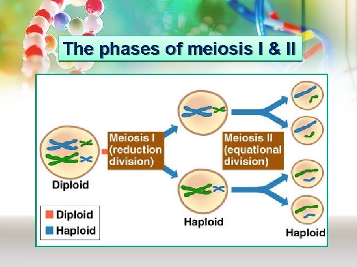 The phases of meiosis I & II 