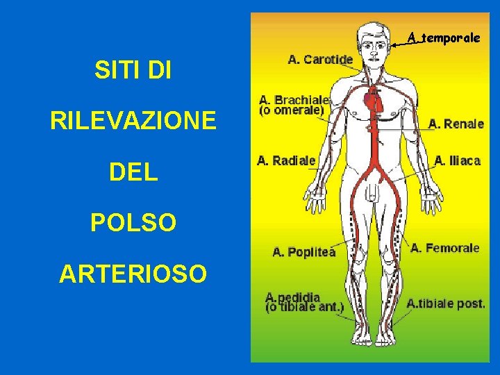 A. temporale SITI DI RILEVAZIONE DEL POLSO ARTERIOSO 48 