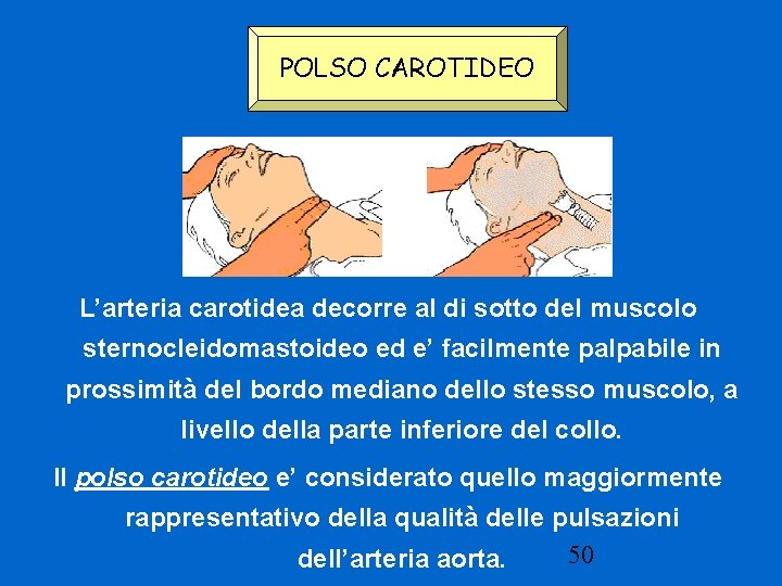 POLSO CAROTIDEO L’arteria carotidea decorre al di sotto del muscolo sternocleidomastoideo ed e’ facilmente