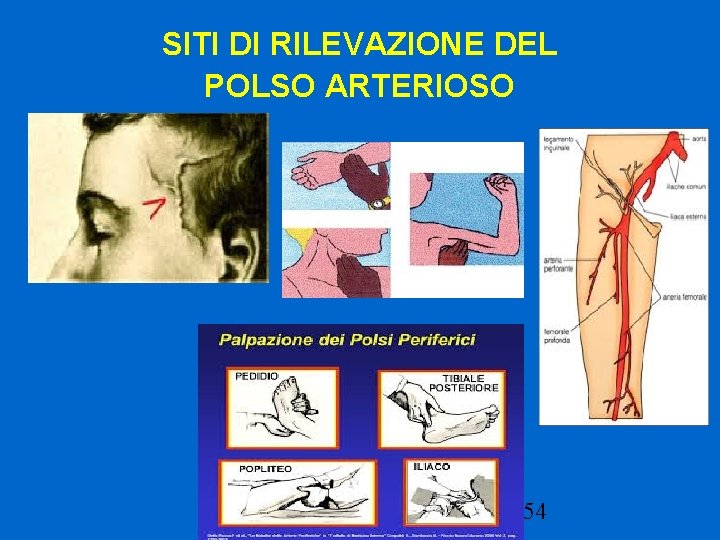 SITI DI RILEVAZIONE DEL POLSO ARTERIOSO 54 