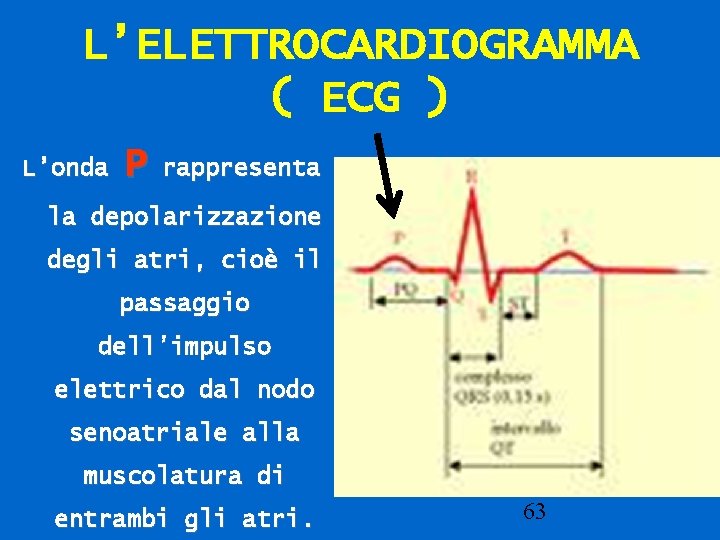 L’ELETTROCARDIOGRAMMA ( ECG ) L’onda P rappresenta la depolarizzazione degli atri, cioè il passaggio