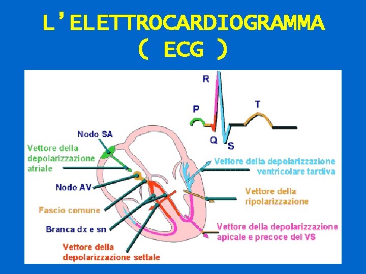 L’ELETTROCARDIOGRAMMA ( ECG ) 73 