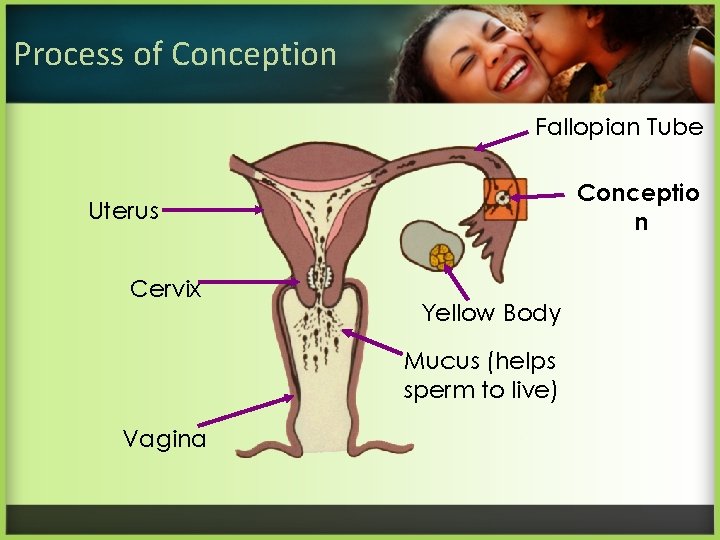 Process of Conception Fallopian Tube Conceptio n Uterus Cervix Yellow Body Mucus (helps sperm