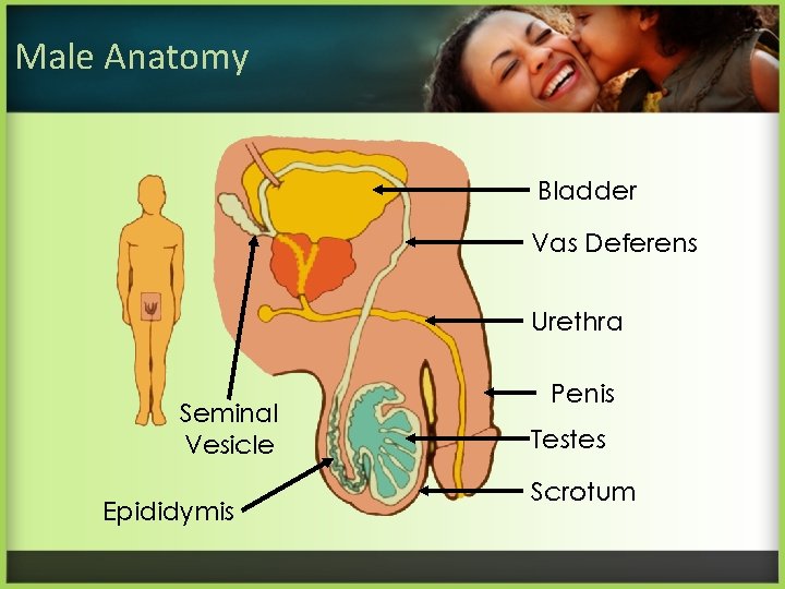 Male Anatomy Bladder Vas Deferens Urethra Seminal Vesicle Epididymis Penis Testes Scrotum 