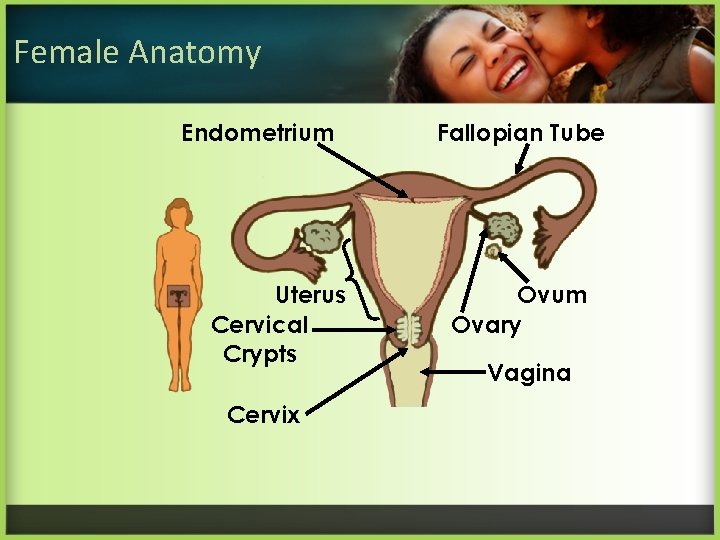 Female Anatomy Endometrium Uterus Cervical Crypts Cervix Fallopian Tube Ovum Ovary Vagina 