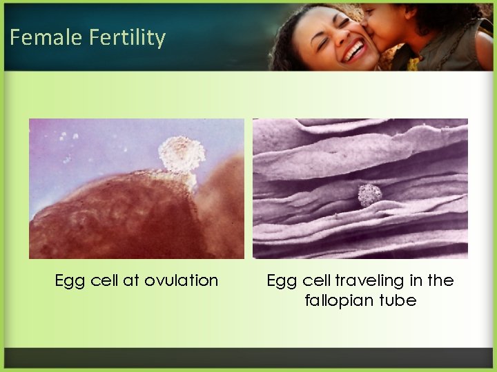 Female Fertility Egg cell at ovulation Egg cell traveling in the fallopian tube 