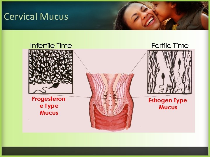 Cervical Mucus Infertile Time Progesteron e Type Mucus Fertile Time Estrogen Type Mucus 
