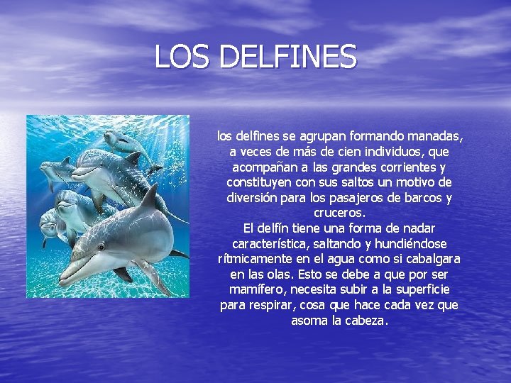 LOS DELFINES los delfines se agrupan formando manadas, a veces de más de cien