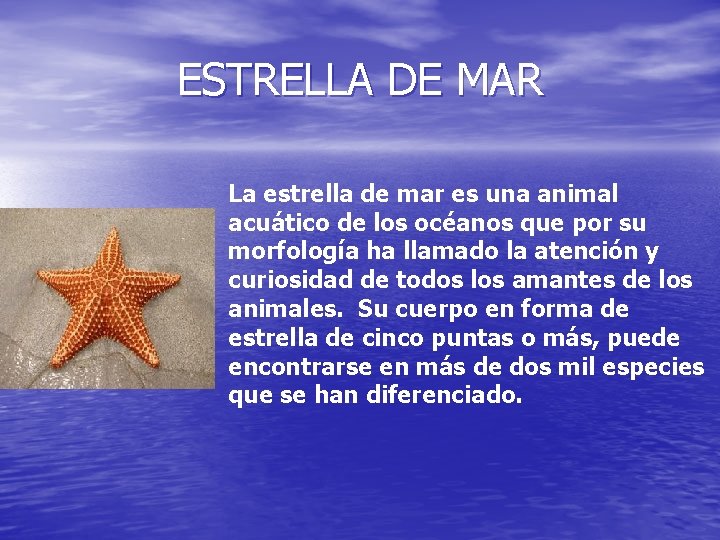 ESTRELLA DE MAR La estrella de mar es una animal acuático de los océanos