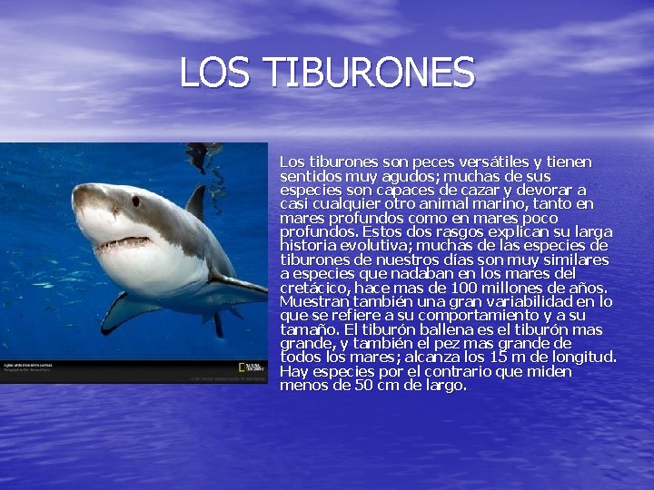 LOS TIBURONES • Los tiburones son peces versátiles y tienen sentidos muy agudos; muchas