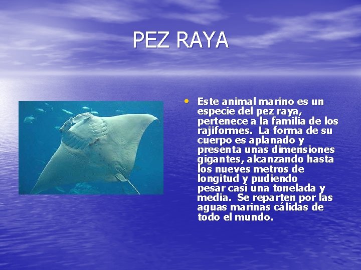 PEZ RAYA • Este animal marino es un especie del pez raya, pertenece a