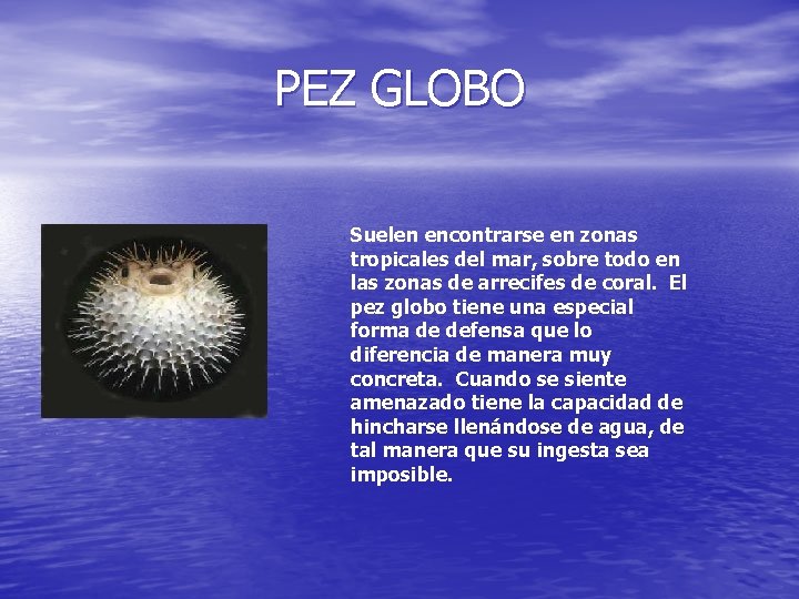 PEZ GLOBO Suelen encontrarse en zonas tropicales del mar, sobre todo en las zonas