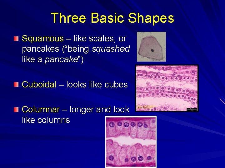 Three Basic Shapes Squamous – like scales, or pancakes (“being squashed like a pancake”)