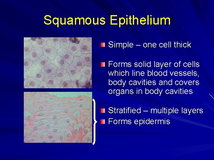 Squamous Epithelium Simple – one cell thick Forms solid layer of cells which line