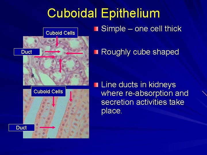 Cuboidal Epithelium Cuboid Cells Roughly cube shaped Duct Cuboid Cells Duct Simple – one
