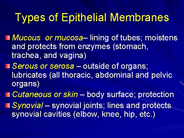 Types of Epithelial Membranes Mucous or mucosa– lining of tubes; moistens and protects from