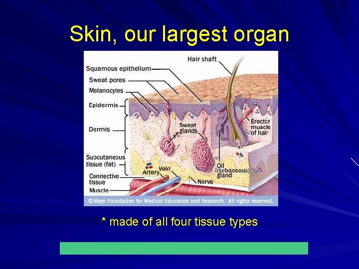 Skin, our largest organ * made of all four tissue types 