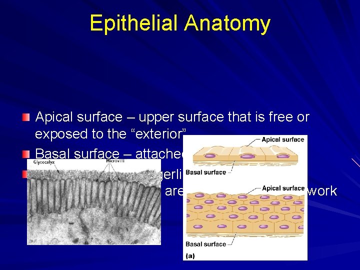 Epithelial Anatomy Apical surface – upper surface that is free or exposed to the