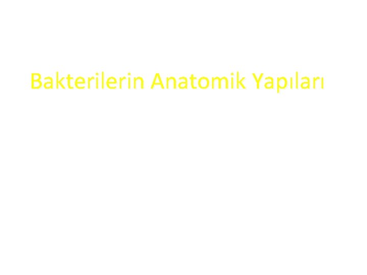 Bakterilerin Anatomik Yapıları 