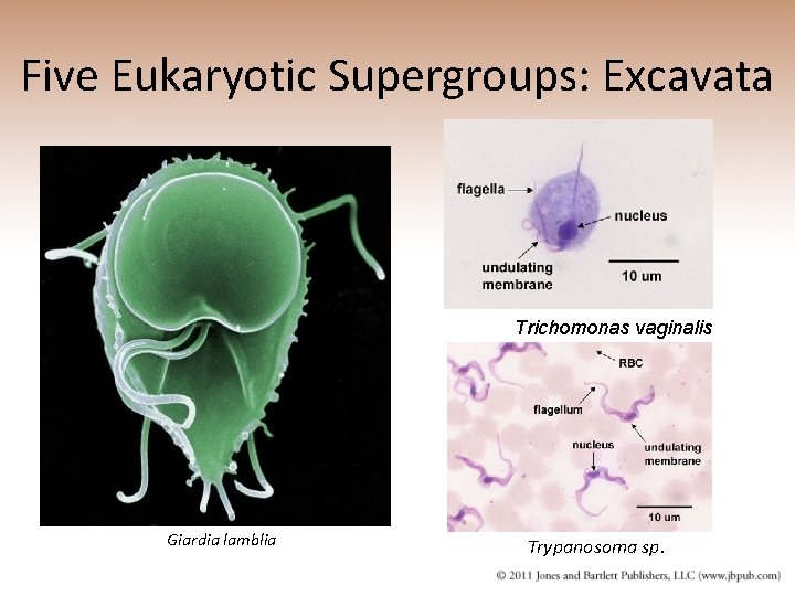 Five Eukaryotic Supergroups: Excavata Trichomonas vaginalis Giardia lamblia Trypanosoma sp. 