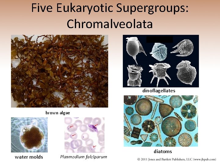 Five Eukaryotic Supergroups: Chromalveolata dinoflagellates brown algae water molds Plasmodium falciparum diatoms 