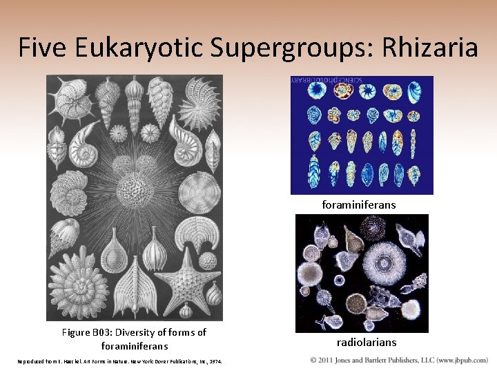 Five Eukaryotic Supergroups: Rhizaria foraminiferans Figure B 03: Diversity of forms of foraminiferans Reproduced