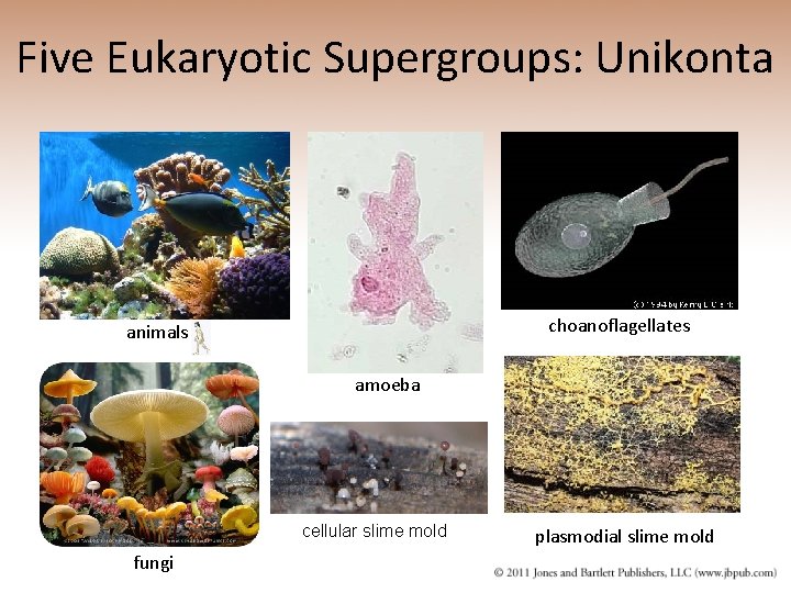 Five Eukaryotic Supergroups: Unikonta choanoflagellates animals amoeba cellular slime mold fungi plasmodial slime mold