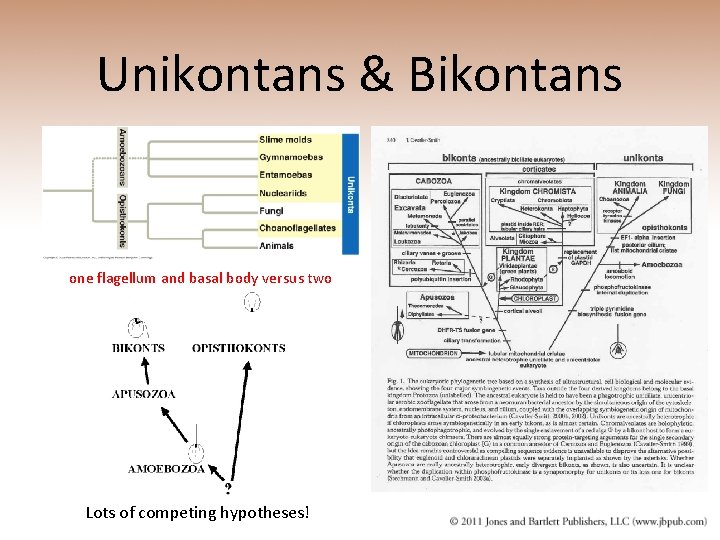 Unikontans & Bikontans one flagellum and basal body versus two Lots of competing hypotheses!