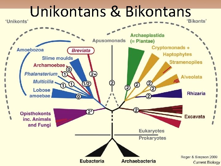 Unikontans & Bikontans 