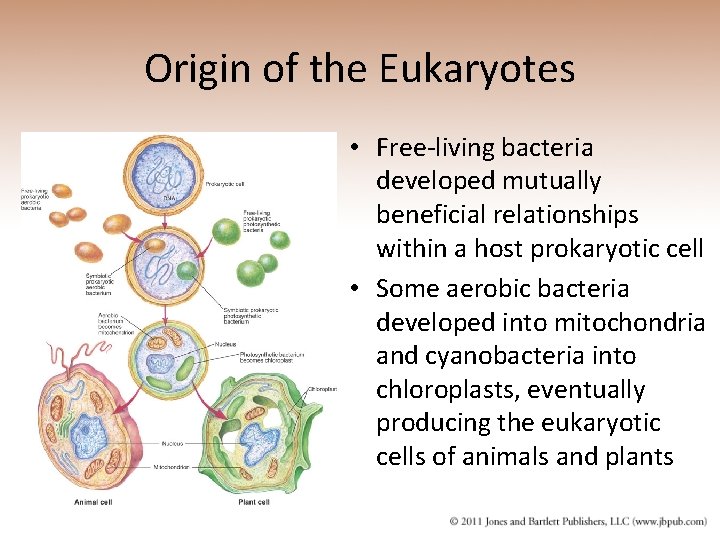 Origin of the Eukaryotes • Free-living bacteria developed mutually beneficial relationships within a host