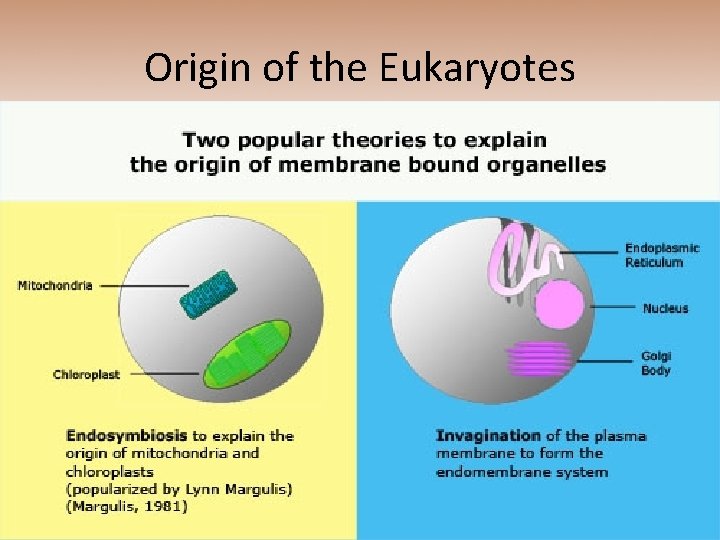 Origin of the Eukaryotes 