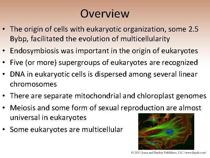 Overview • The origin of cells with eukaryotic organization, some 2. 5 Bybp, facilitated